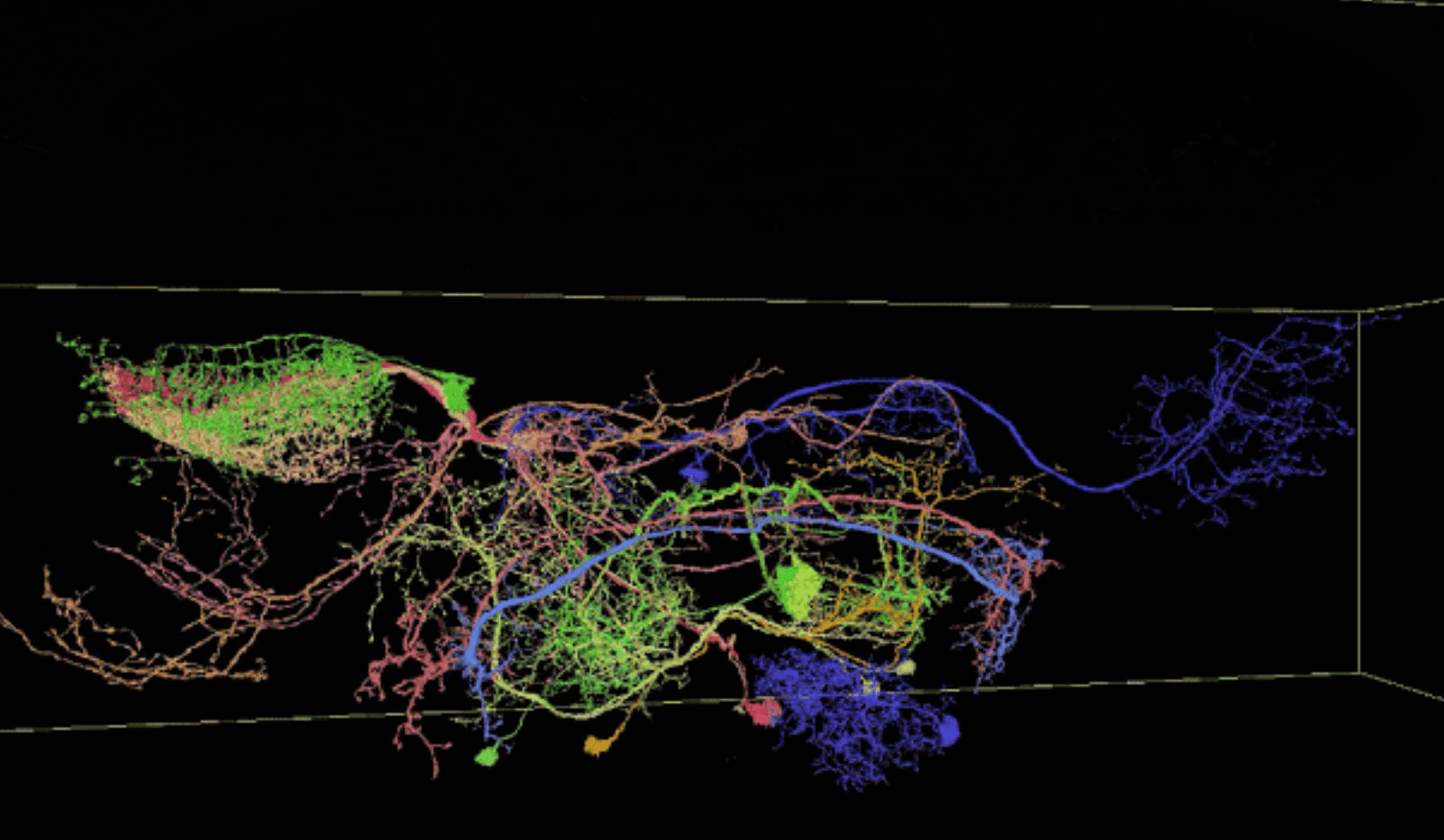 Нейросеть генератор картинок. Структура нейросеть мозга. Карта нейронных сетей мозга. Нейронные сети анатомия. 3в нейросеть.