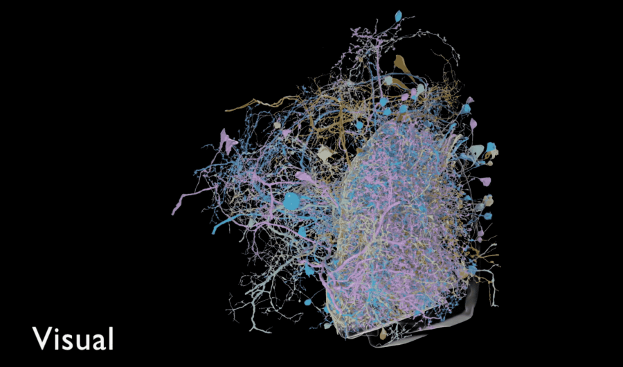 Нейронная карта мозга. Нейронные связи в мозге. Коннектом сеть мозга. Нейронные связи головного мозга под микроскопом. Brain карта