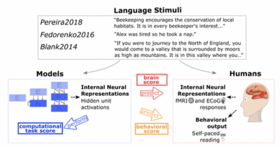 Language models mimic the work of the brain