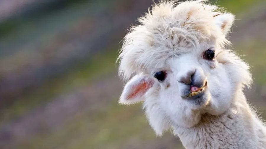 LIMA LLAMA